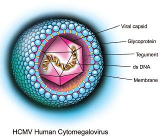 Cytomegalo virus
